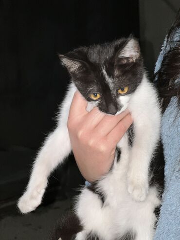 отдам даром вислоухого котенка: Кошка даром: Беспородная, 3 месяца, Девочка, Приучена к лотку