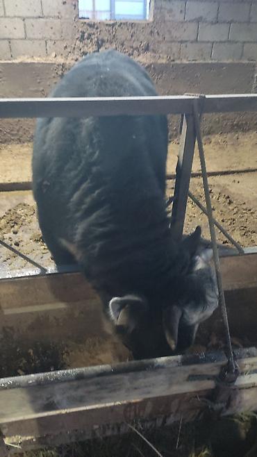 Коровы, быки: Продаю | Бык (самец) | На откорм | Привязанные — 8