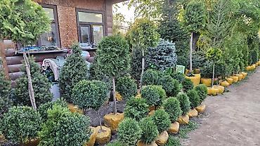Семена газона: Газонные семена и почвосмеси для газона - Марки: Green Field — 4