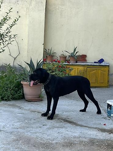 i̇t afcarka: Kane-Korso, 10 ay, Dişi, Peyvəndli, Ödənişli çatdırılma, Ünvandan götürmə — 2