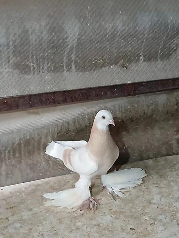 Птицы: Продаю молодых голубей 1 шт стоит пятьсот сом окончательно родители — 22