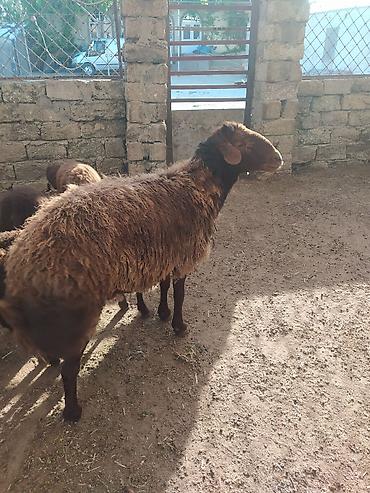 Erkək, Qala, il: 2, 100 kq, Ətlik, Damazlıq, Ünvandan götürmə