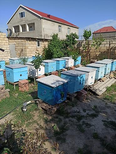 ana ari satışı: Arılar bakfast ve kalinka növləridi. Yüksək məhsuldarlıq verir — 1