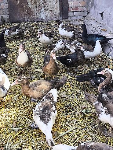 митиз кой: Утки, селезни. Продаю молодых индоуток, утка(девочка)-700сом — 2