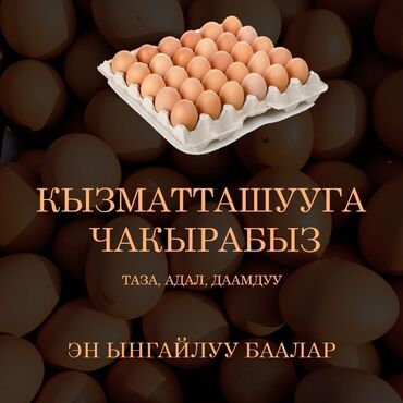 Молочные продукты и яйца: Жумуртка оптом