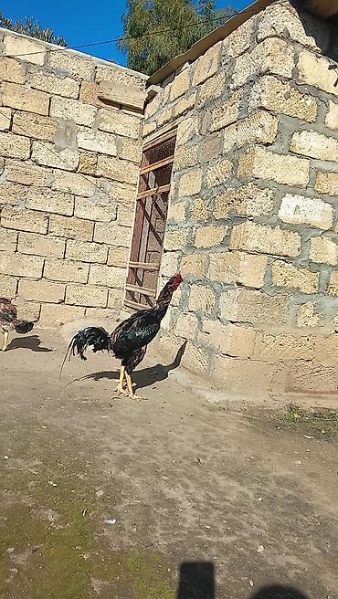 kullu xoruz heyratı: Xoruz, Heyratı, il: 1, Ünvandan götürmə — 3