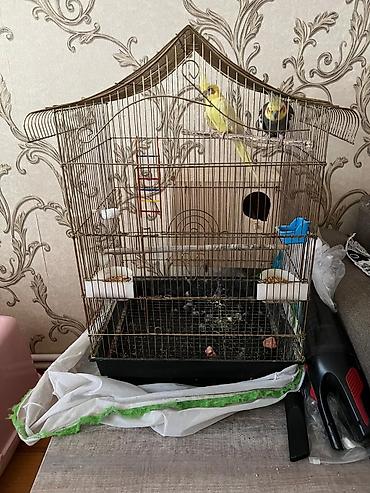 ucuz quslar: Nimfa (Cockatiel) cütü və qəfəs dəsti Məhsulun tərkibi: - 2 ədəd — 3