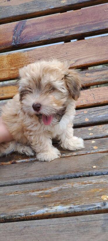 Psi: Ovi preslatki mališani su štenci Havanskog Bišona, jedna ženkica i 4 na lalafo.rs — 9 Psi: Ovi preslatki mališani su štenci Havanskog Bišona, jedna ženkica i 4 — 9