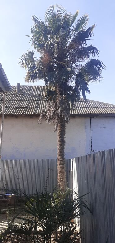 dəmir tikanı bitkisi: Palma ağacı 16 ilin palma ağacıdır. Hündürlüyü:6-7metr Biləsuvar