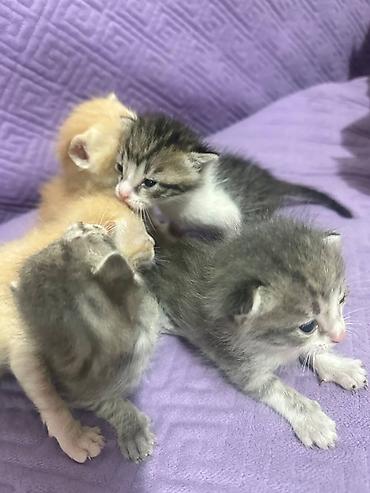 Продажа кошек: Котята-домашние малыши - Возраст: новорождённые, ещё молочного — 6