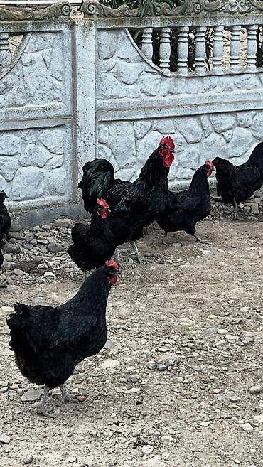 dekorativ toyuq: Təmiz qan australorp yumurtaları satılır — 1