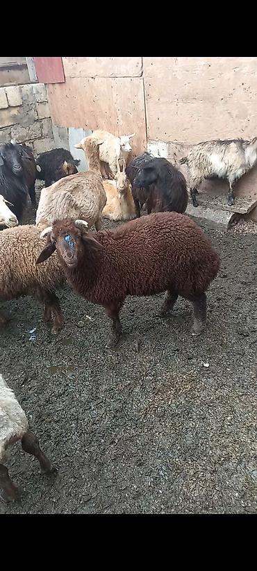 heyvan alqi satqisi: Salam Aleykum mor karaman sortu əsil damazlıq üçün super sağlam erkəy — 2