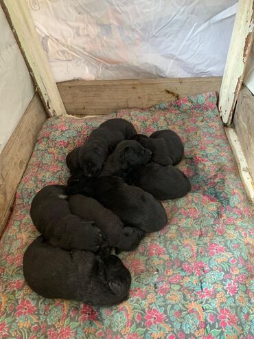 Собаки: Девочки чистокровные щенки ВЕО черного окраса 1 месяц. ( родились