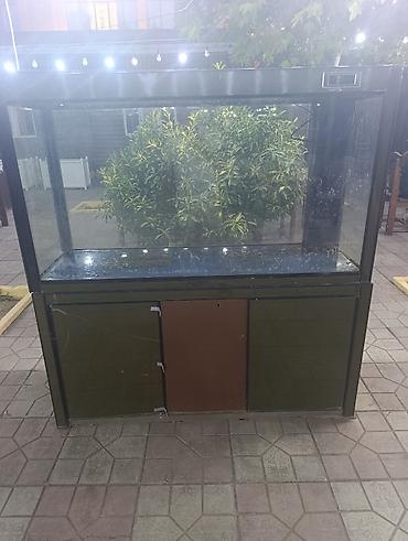 akvarium aksesuarlari: İslenmisdir yarim ton su tutumu var 
Filterlerde var — 1