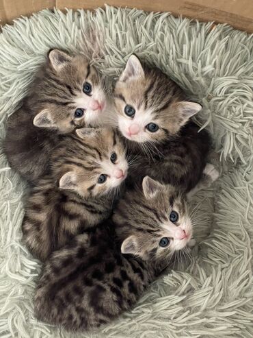 Котята все девочки, родились 31 марта, на фотографиях им почти 1