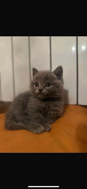 Pişiklər: Şotland — 8