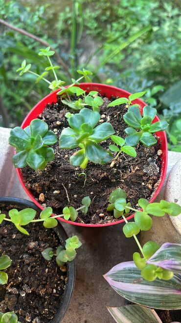 Xalçalar: Xalça -da lalafo.az — 5 Xalçalar: Xalça — 5