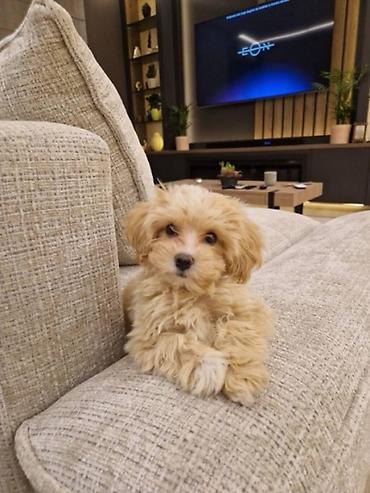 toy pudle srbija: Maltipoo vrhunske genetike u registrovanoj odgaivacnici Bahu Djokovic — 4
