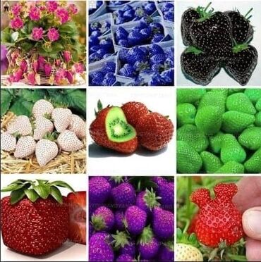 Semena i sadnice: Seme jagode nesto drugacije nesto novo japanskog porekla a od sad i — 9