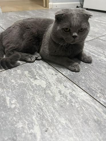вязка: Вязка: Скотиш Фолд (Шотландская вислоухая), Мальчик, 3 года, Голубой — 3