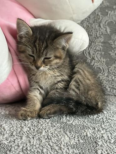 Отдам даром кошку: 2 месяца, Девочка, Метис — 3