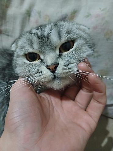 Шотландская вислоухая кошка (Scottish Fold) - Окрас: серебристый