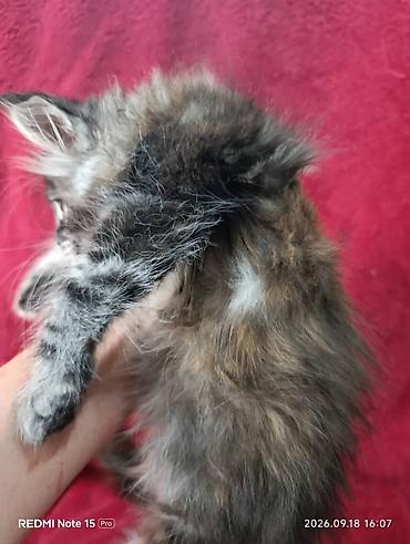 котёнок в хорошие руки: Мейн-Куны!!!🥰🥰🥰 Продаются Чистокровные,Шикарные котята!Три девочки — 10