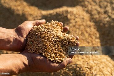 продам чеснок: Семена и саженцы Ячменя, Самовывоз