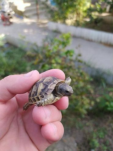 kicik heyvanlar: Məhsul: Kiçik quru tısbağalar Təsvir: - Təbii rəngli, xallı zireh — 5