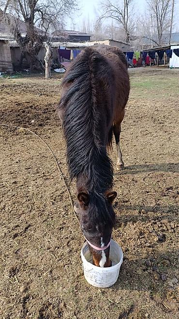 Лошади, кони: Продаю | Жеребенок | Полукровка — 2