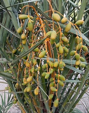 Yeni tikili: Hövsan qəs., 6 otaqlı, Yeni tikili, m. Həzi Aslanov, 250 kv. m — 14