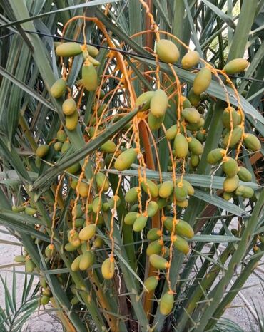 Yeni tikili: Hövsan qəs., 6 otaqlı, Yeni tikili, m. Həzi Aslanov, 250 kv. m — 15