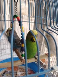 Oyuncaqlar: Quşlar satılır.Hazır cütlüklər,3 dəfə bala veriblər,indidə yumurtaya -da lalafo.az — 5 Oyuncaqlar: Quşlar satılır.Hazır cütlüklər,3 dəfə bala veriblər,indidə yumurtaya — 5