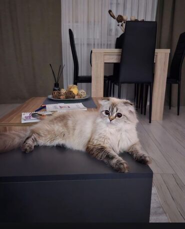 Pişiklər: Şotland, Dişi, Yaxşı əllərə, Ünvandan götürmə