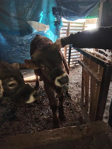 Коровы, быки: Продаю | Бык (самец) | Полукровка | На откорм — 14