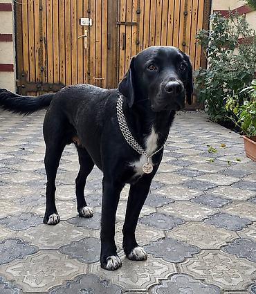 balaca cins itler: Labrador-retriver, 2 ay, Dişi, Ödənişli çatdırılma — 2