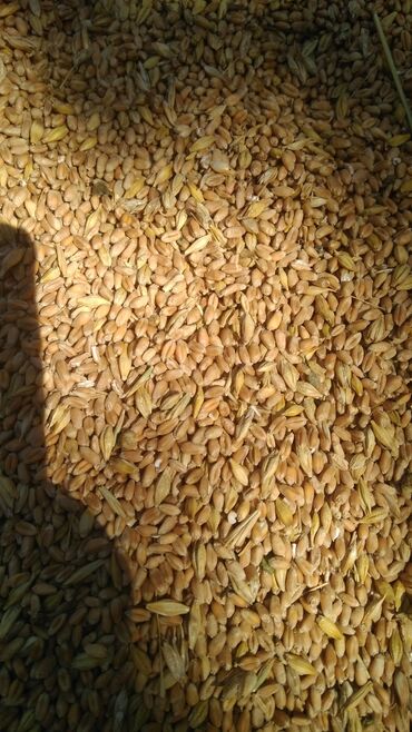 Корма для с/х животных: Продается пшеница, в мешках, две тонны, оптом дешевле