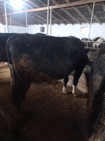 Коровы, быки: Продаю | Корова (самка) | Полукровка | Для разведения, Для молока — 4