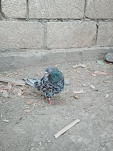 it satisi balaca: Məhsul: göyərçin (xallı-boz rəng çaları) Əbreşdir erkəy qızğın — 2
