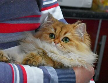 Мышыктар сатылат: Выводится из разведения моя девочка Соня💗ищем для неё самые любящие