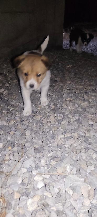 Продажа собак: Отдам даром щенки бардер колли 1 Мес мальчики адрес город Ош село — 5