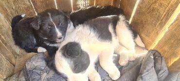 Собаки: Продаю щенков европейской лайки