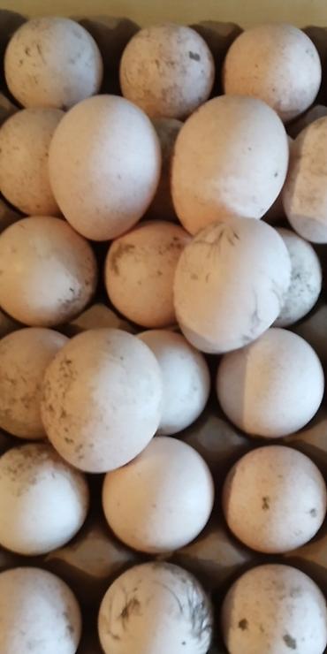 Индюки: Продаю | Инкубационные яйца, Индюшка (самка), Индюк (самец) | Бройлерная, Северокавказская | На забой, Для разведения | Племенные — 8