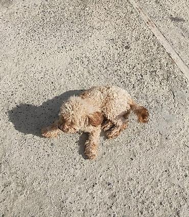 it adi: Pudel, Dişi — 1