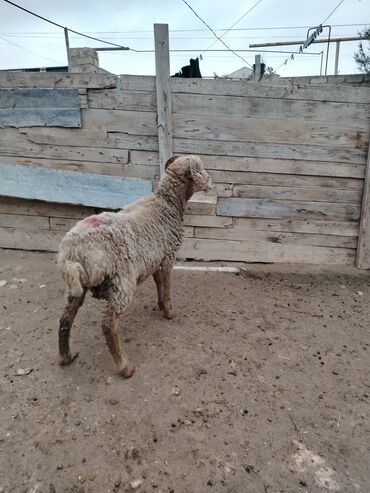 Qoyunlar, qoçlar: Razılaşmaq olar hamsı Erkəkdi qurbanlıqa yararlıdılar — 9