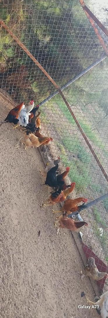 balaken heyvan satisi: Salam hər vaxtınız xeyir olsun Cavan yeni banlayan Xoruzlar satılır — 1