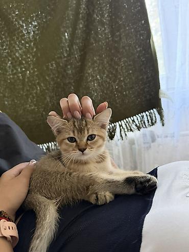 ласка: Британская короткошёрстная, 2 месяца, Мальчик, Золотая шиншилла, Приучена к лотку, Проглистована, С документами — 1