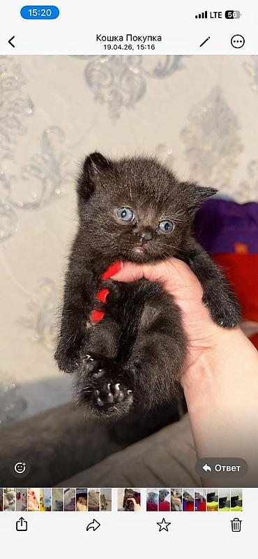 Pişiklər: Şotland — 5