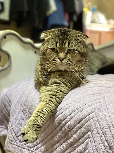 кошка шотландец: Вязка Кошка Полуторагодовалый кот породы шотландская вислоухая — 2