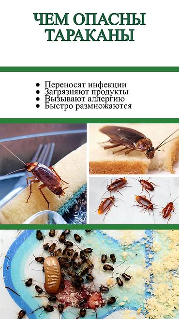 bee: Дезинфекция, дезинсекция, | Клопы, Блохи, Тараканы, | Транспорт, Офисы, Квартиры — 6